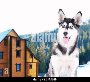 Chien garde propriété privée Banque D'Images