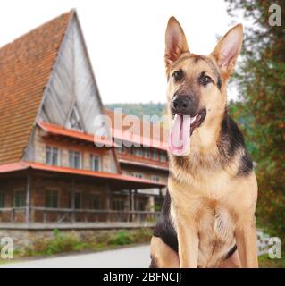 Chien de berger allemand garde propriété privée Banque D'Images