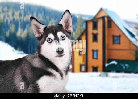 Chien garde propriété privée Banque D'Images