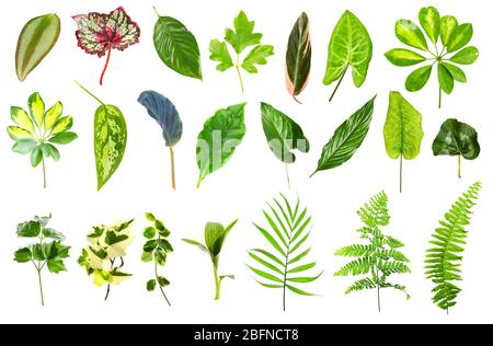 Ensemble de différentes plantes de la maison feuilles sur fond blanc Banque D'Images