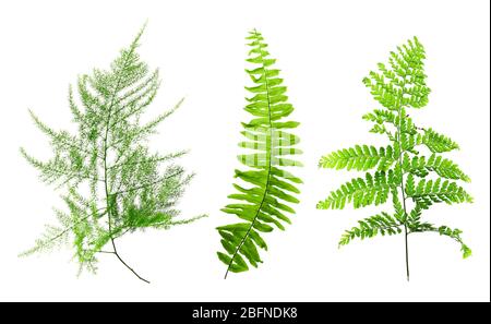 Ensemble de différentes plantes de la maison feuilles sur fond blanc Banque D'Images