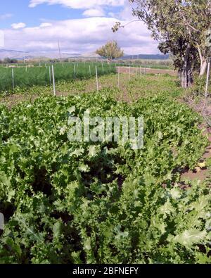 Champ d'endive en Sicile