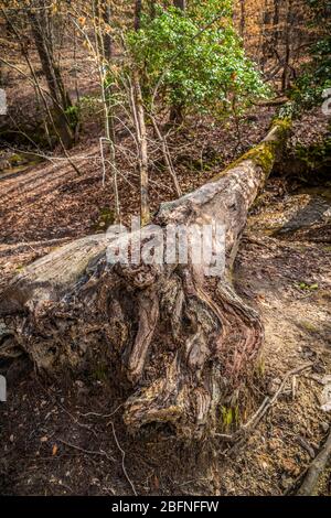 Un grand arbre tombé dans les bois qui s'est pourri et qui s'est délabrée le long des sentiers, une journée ensoleillée au début du printemps Banque D'Images