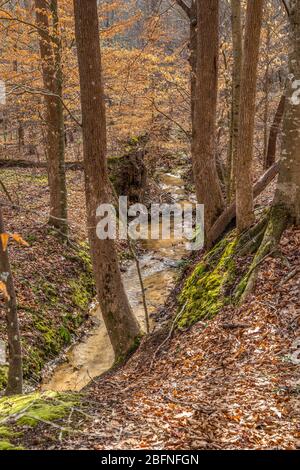 un petit ruisseau peu profond qui traverse les bois avec des arbres et des mousses le long des rives de l'eau, par une journée ensoleillée au printemps Banque D'Images