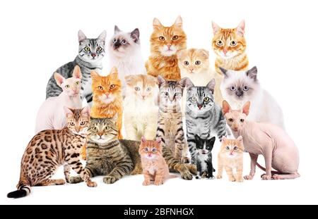 Groupe de chats mignons sur fond blanc Banque D'Images