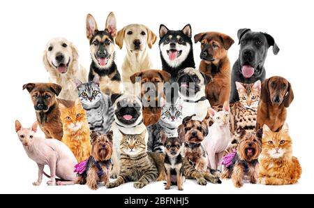 Groupe d'animaux de compagnie mignons sur fond blanc Banque D'Images
