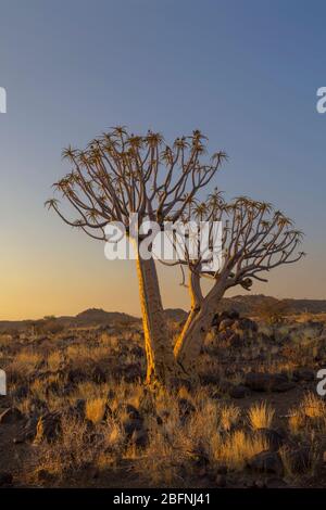 Arbres de quiver en fin d'après-midi soleil Banque D'Images