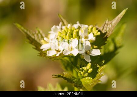 gros plan sur une petite olata à fleurs blanches (knoblauchsrauke) dans une forêt de hesse, en allemagne Banque D'Images