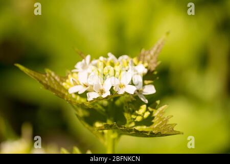 gros plan sur une petite olata à fleurs blanches (knoblauchsrauke) dans une forêt de hesse, en allemagne Banque D'Images