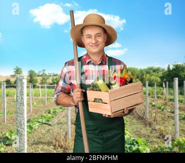 Agronome tenant la caisse avec divers légumes dans le champ Banque D'Images