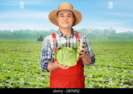Agronome tenant le chou sur le terrain Banque D'Images