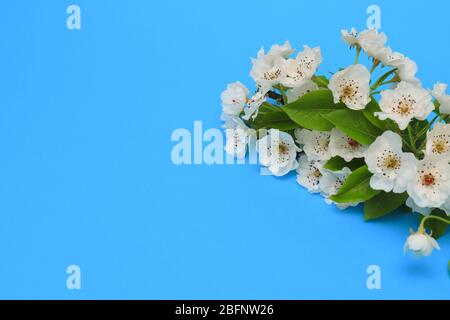 De belles fleurs blanches d'un pommier fleurit sur une branche. Apple fleuris sur un fond bleu gros plan. Fond tendre de printemps de floraison Banque D'Images