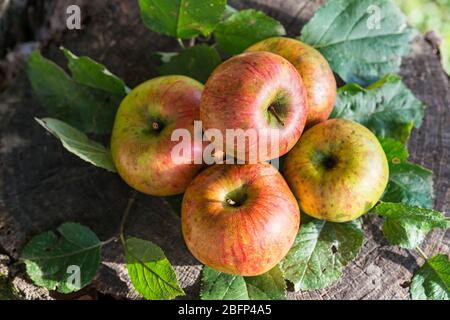 Pommes Elstar fraîches bio dans le jardin d'automne Banque D'Images