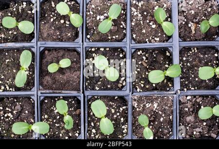 Helianthus annuus. Plantules de tournesol. Banque D'Images