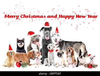 Drôle de chiens de noël. Joyeux Noël et bonne année Banque D'Images