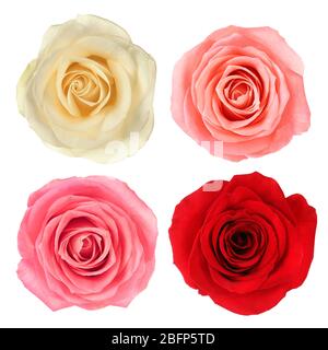 Belles fleurs sur fond blanc. Collage roses. Banque D'Images