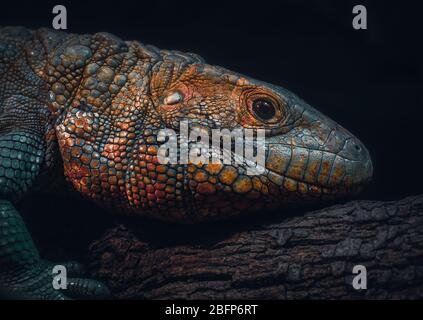 Portrait d'un Lizard de Caiman de la partie nord de l'Amérique du Sud. Ils passent la plupart de leur temps dans l'eau ou autour. Ils peuvent croître jusqu'à 1,2 m de long Banque D'Images