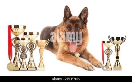 Drôle de joli chien avec des coupes de trophées et des médailles isolées sur blanc Banque D'Images