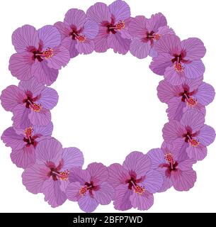 Hibiscus fleurs roses rond vignette blanc fond illustration Banque D'Images
