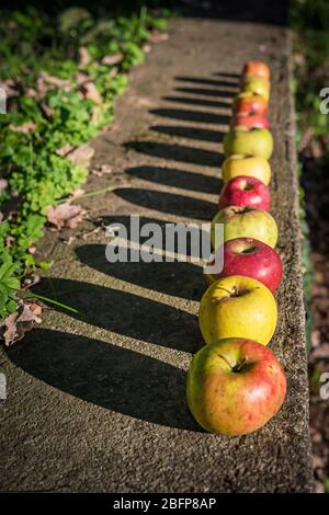 différentes pommes fraîches bio dans le jardin d'automne Banque D'Images