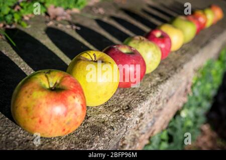 différentes pommes fraîches bio dans le jardin d'automne Banque D'Images