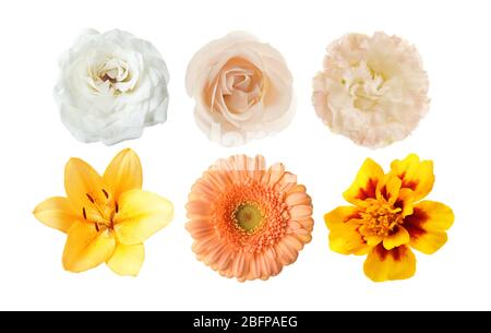 Sélection de différentes fleurs isolées sur blanc Banque D'Images