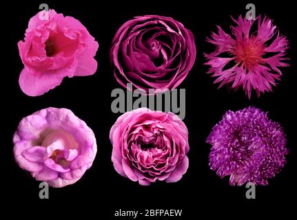 Sélection de différentes fleurs isolées sur noir Banque D'Images