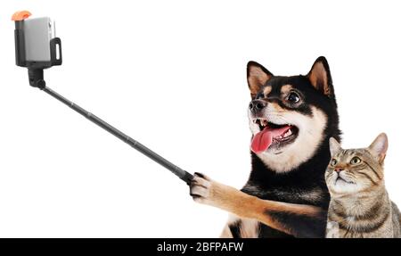 Drôle de chien et de chat prenant selfie sur fond blanc. Banque D'Images