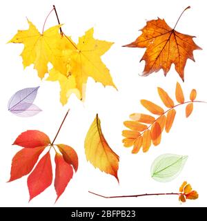 Jeu de feuilles d'automne isolées sur blanc Banque D'Images