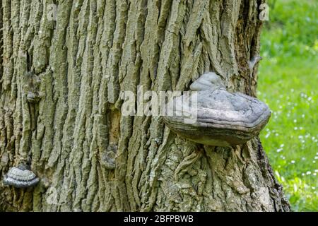 Organe de fructification comestible de champignon Fistulina hepatica (champignon beefsteak) croissant sur tronc d'arbre mort, la région Poitou-Charentes, au sud-ouest France Banque D'Images