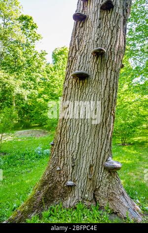 Organe de fructification comestible de champignon Fistulina hepatica (champignon beefsteak) croissant sur tronc d'arbre mort, la région Poitou-Charentes, au sud-ouest France Banque D'Images