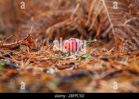 Amanita muscia, un corps fruitant à la mouche agarique, qui se développe parmi les aiguilles de pin déchue en automne dans les bois de Surrey, au Royaume-Uni Banque D'Images