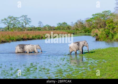 Trois éléphants indiens (Elephas maxima indicus) traversant une rivière dans le parc national de Kaziranga, Assam, dans le nord-est de l'Inde Banque D'Images