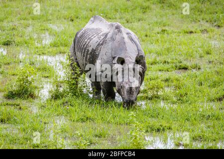 Un rhinocéros indien (Rhinoceros unicornis) se coure dans des zones humides marécageuses du parc national de Kaziranga, Assam, dans le nord-est de l'Inde Banque D'Images