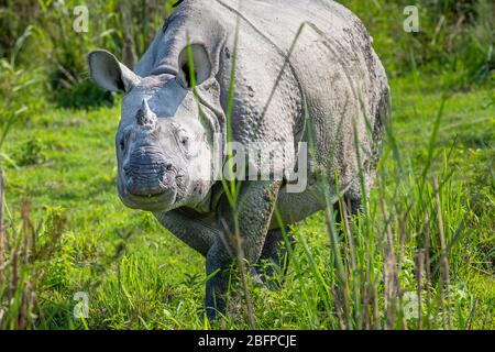 Vue de Clowse-up du rhinocéros indien (Rhinoceros unicornis) debout dans le long herbe dans le parc national de Kaziranga, Assam, dans le nord-est de l'Inde Banque D'Images