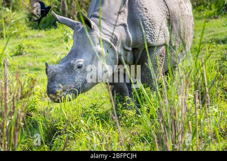 Vue de Clowse-up du rhinocéros indien (Rhinoceros unicornis) debout dans le long herbe dans le parc national de Kaziranga, Assam, dans le nord-est de l'Inde Banque D'Images