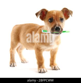 Chiot mignon avec brosse à dents, isolé sur blanc Banque D'Images