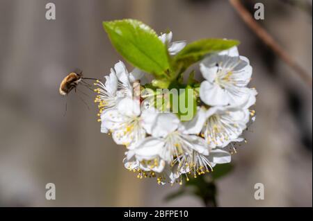Mouche des abeilles à bordure foncée, Bombylius Major, se nourrissant de cerisiers en fleurs. La larve d'abeilles se nourrit de larves d'abeilles au sol, ponçant des œufs près du nid entra Banque D'Images