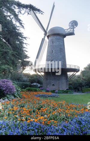 Moulin à vent hollandais et la reine Wilhelmine Tulip Garden Banque D'Images