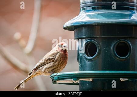 Finch maison masculine perché à un oiseau de la charpille. Banque D'Images