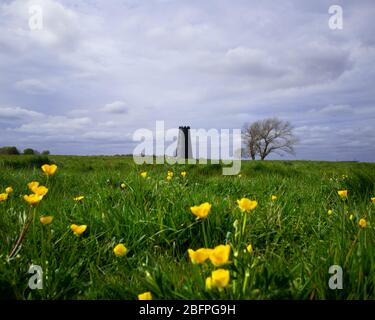 Beverley Westwood avec buttercups au début du printemps Banque D'Images