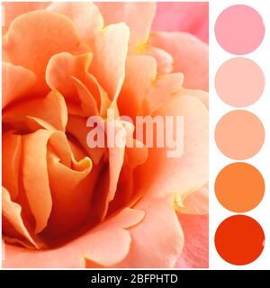 Palette de couleurs abricot. Belle fleur, gros plan Banque D'Images