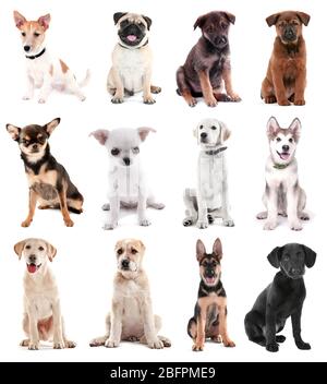 Collage de chiots mignons sur fond blanc Banque D'Images