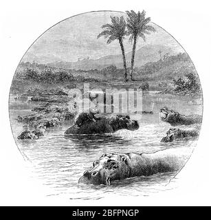 Gravure de hippopotames (Hippopotamus amphibius) dans le fleuve Congo, Afrique Banque D'Images