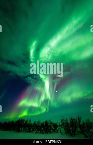 Aurores boréales ou aurores boréales, vert et rose, avec des étoiles dans le sud de l'Islande Banque D'Images