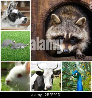 Collage avec différents animaux mignons Banque D'Images