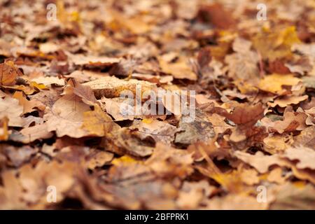 L'automne part dans le parc de la ville. Feuillage coloré tombé. Modèle d'arrière-plan de conception pour une utilisation saisonnière. Banque D'Images