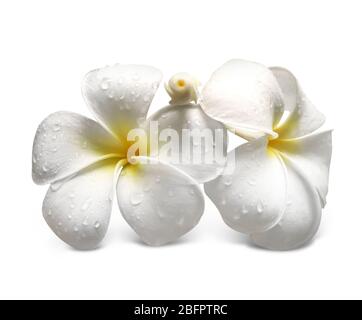 Belles fleurs tropicales sur fond blanc Banque D'Images