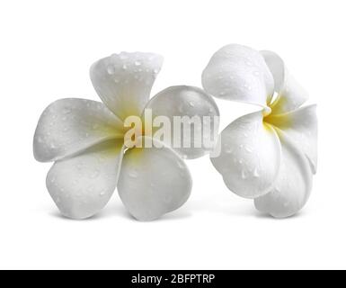 Belles fleurs tropicales sur fond blanc Banque D'Images