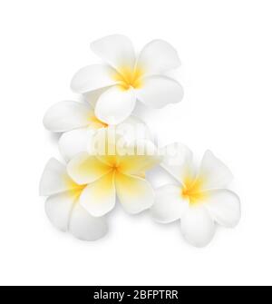 Belles fleurs tropicales sur fond blanc Banque D'Images